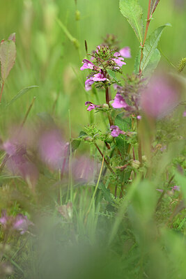BUITEN BEELD Foto: 434226