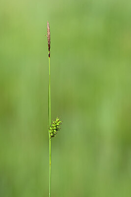 BUITEN BEELD Foto: 434238