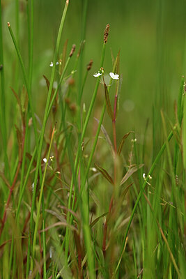 BUITEN BEELD Foto: 434242