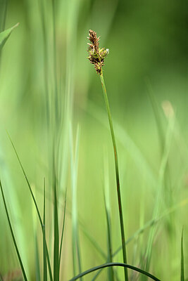 BUITEN BEELD Foto: 434244