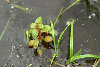 BUITEN BEELD Foto: 434249