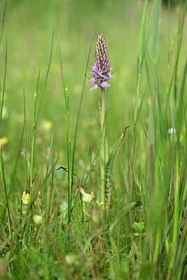 BUITEN BEELD Foto: 434264
