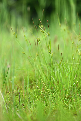 BUITEN BEELD Foto: 434265