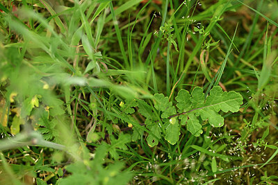 BUITEN BEELD Foto: 434285