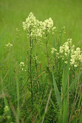 BUITEN BEELD Foto: 434286