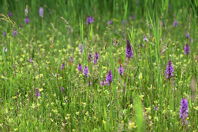 BUITEN BEELD Foto: 434295