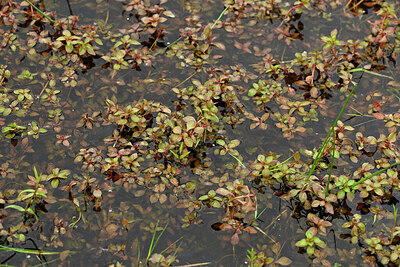 BUITEN BEELD Foto: 434296