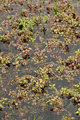 BUITEN BEELD Foto: 434297