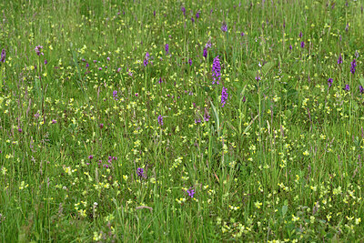 BUITEN BEELD Foto: 434299