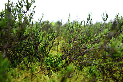 BUITEN BEELD Foto: 434313