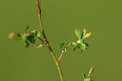 BUITEN BEELD Foto: 434331