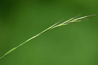 BUITEN BEELD Foto: 434355