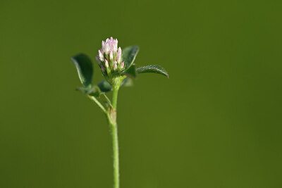 BUITEN BEELD Foto: 434366