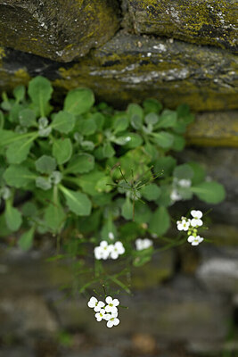 BUITEN BEELD Foto: 434429