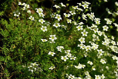 BUITEN BEELD Foto: 434438