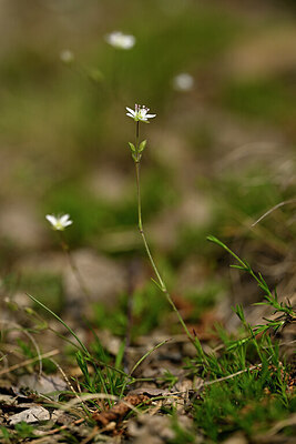 BUITEN BEELD Foto: 434451