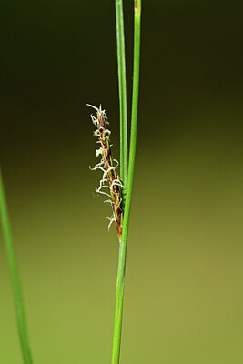 BUITEN BEELD Foto: 434464