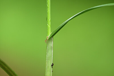 BUITEN BEELD Foto: 434472