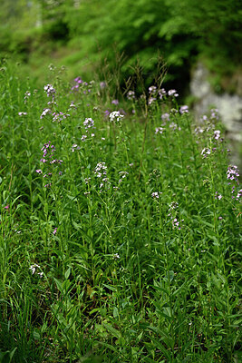 BUITEN BEELD Foto: 434474