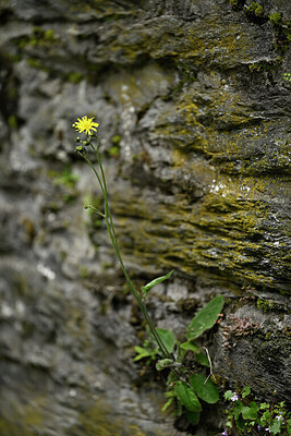 BUITEN BEELD Foto: 434527