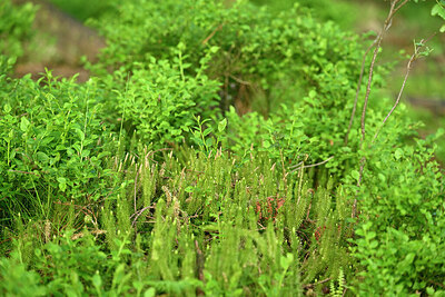 BUITEN BEELD Foto: 434533