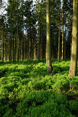 BUITEN BEELD Foto: 434594