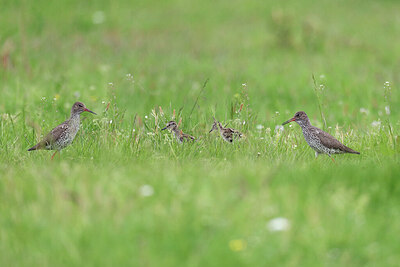 BUITEN BEELD Foto: 434623