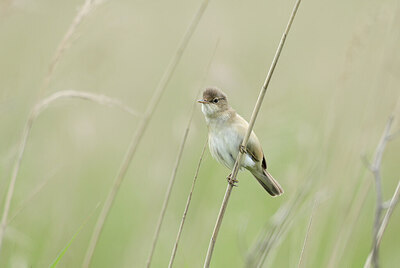BUITEN BEELD Foto: 434627