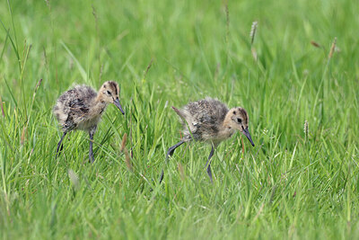 BUITEN BEELD Foto: 434631