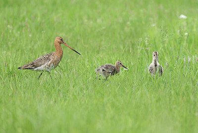 BUITEN BEELD Foto: 434632