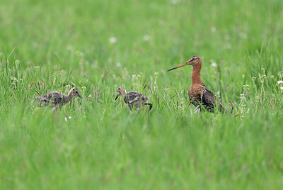 BUITEN BEELD Foto: 434636