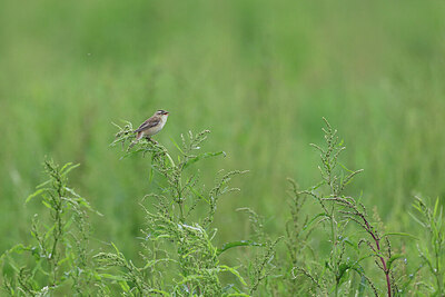 BUITEN BEELD Foto: 434647