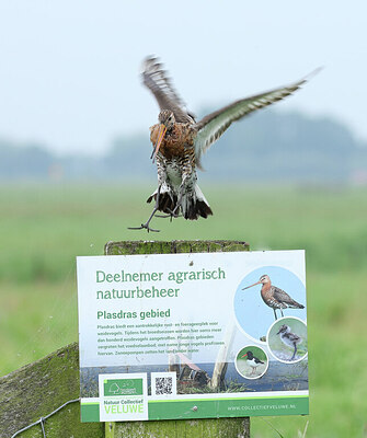 BUITEN BEELD Foto: 434648