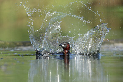 BUITEN BEELD Foto: 434662
