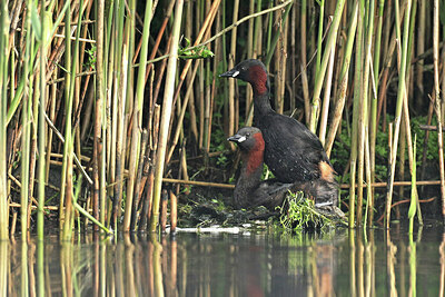 BUITEN BEELD Foto: 434664