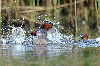 BUITEN BEELD Foto: 434694