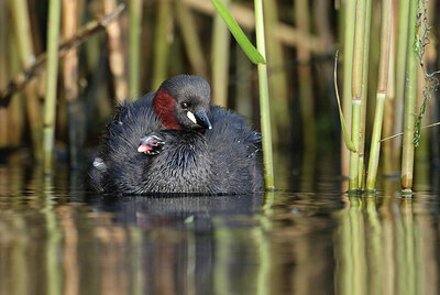 BUITEN BEELD Foto: 434699