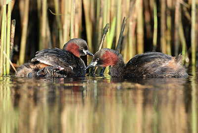 BUITEN BEELD Foto: 434703