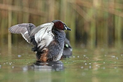 BUITEN BEELD Foto: 434704