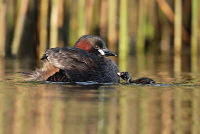BUITEN BEELD Foto: 434706