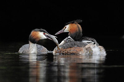 BUITEN BEELD Foto: 434715