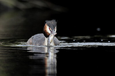 BUITEN BEELD Foto: 434718