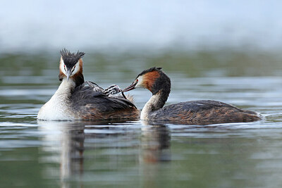 BUITEN BEELD Foto: 434724