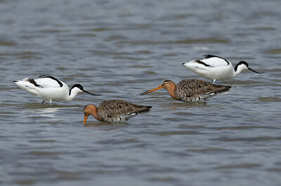BUITEN BEELD Foto: 434733