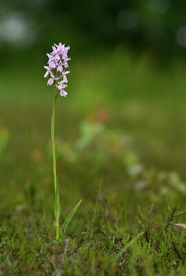 BUITEN BEELD Foto: 434737