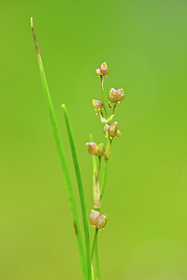BUITEN BEELD Foto: 434746