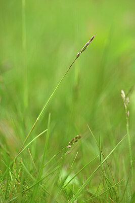 BUITEN BEELD Foto: 434755
