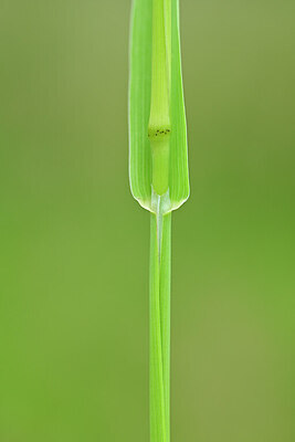 BUITEN BEELD Foto: 434762