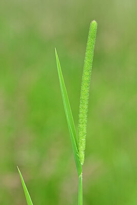 BUITEN BEELD Foto: 434764