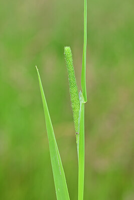 BUITEN BEELD Foto: 434765